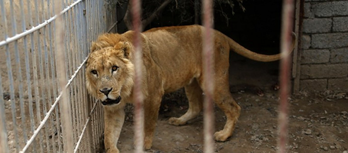 Μοσούλη: Δύο άγρια ζώα κατάφεραν να επιζήσουν στον ζωολογικό κήπο